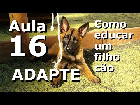 Curso de adestramento: Como educar um filho cão - Aula 16 - Adaptação de um cão ao lar
