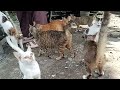 Mereka sudah ngumpul menunggu makannya di bagiankan