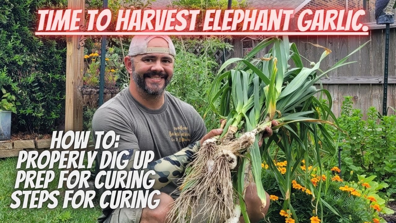 Elephant Garlic Harvest, First of 2023 DownHome Backyard Gardening