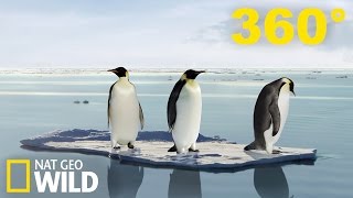 Vidéo 360° Exploration de manchots et de phoques en Antarctique