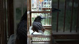 Download Lagu Tepus Lurik Besar Bahan MP3