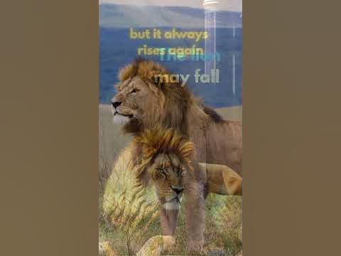Lion May Fall #shorts #animals #lion #motivation - YouTube