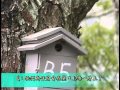 奧萬大國家森林遊樂區 鳥巢箱育雛全紀錄