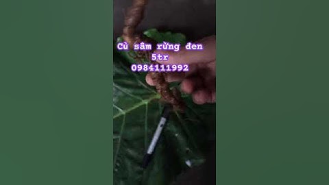 Củ sâm rừng đen Lai Châu Mr2 bao cao #sâm_ngọc_linh #sâm_ngọc_linh_rừng #sâm_lai_châu_rừng