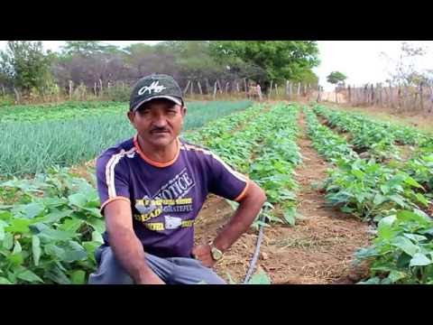 Vídeo: Cultivo De Feijão Vegetal Em áreas Agrícolas De Risco