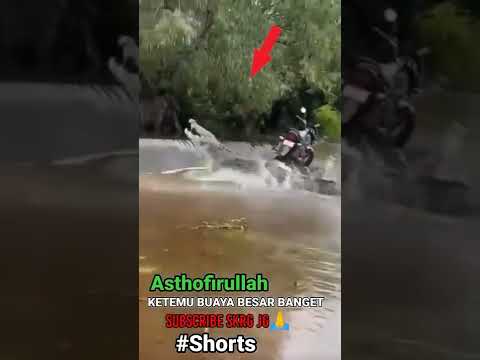 Video: Di manakah cerek ekor pendek utara tinggal?