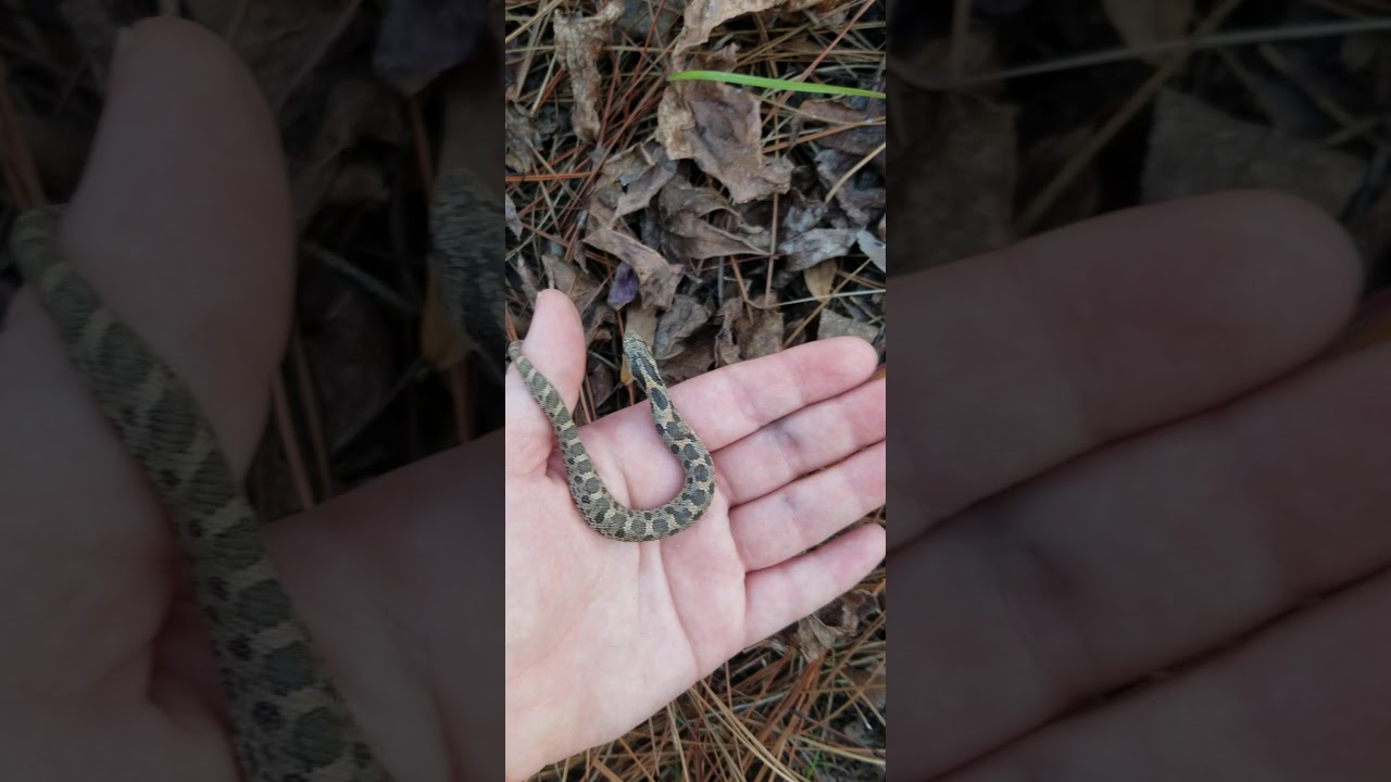Adorable Southern Hognose
