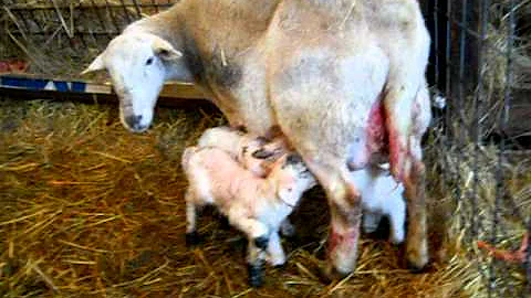 Katahdin lambs newborn