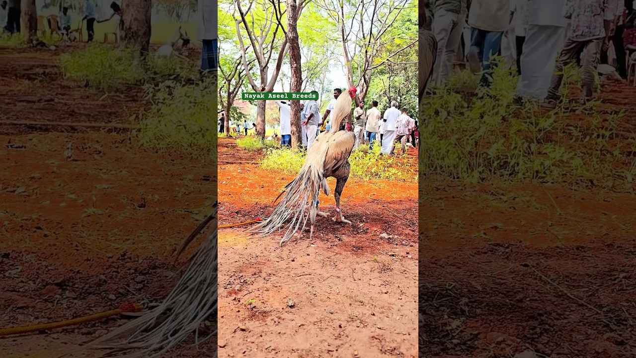 Indian Biggest Parrot Beak Fantail Aseel Exhibition 2025 | Nayak Aseel Breeds