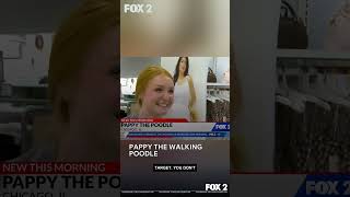 Pappy the Walking Poodle