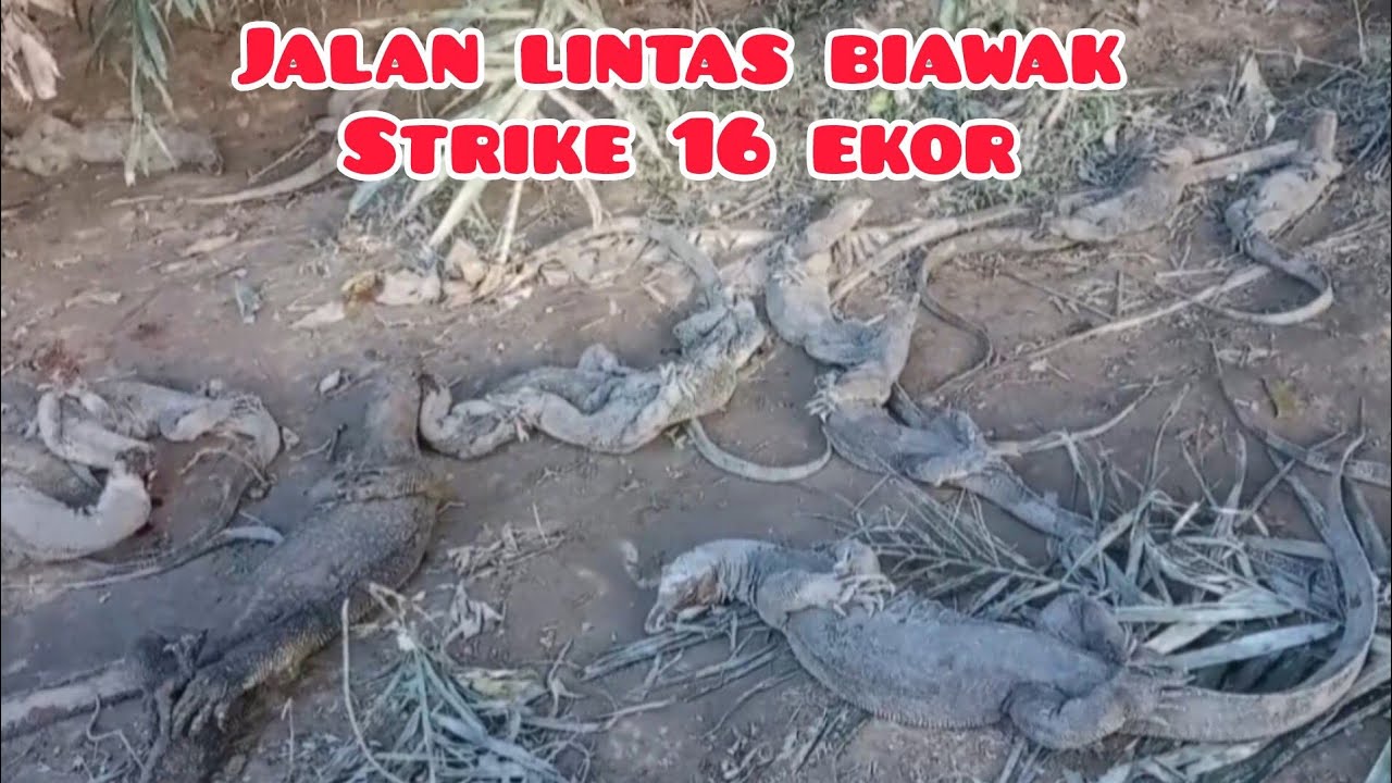Jalan lintas biawak mencari makan @Candrasadewaa