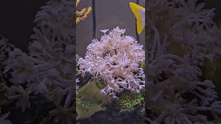 xenia  pumping #aquarium #reeflife #acquario #fish #aquascapegallery #reef #acquariomarino #fishtank