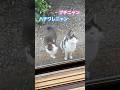 ネコと子ネコとおじさん　ブチニャン＆ハチワレニャンのただいま〜‼️ #shorts #cat #cats #猫 #ねこ #ハチワレニャン #ブチニャン #猫のいる暮らし