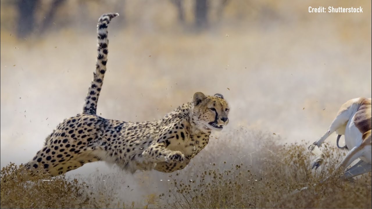 Why Are Cheetahs So Fast? - YouTube