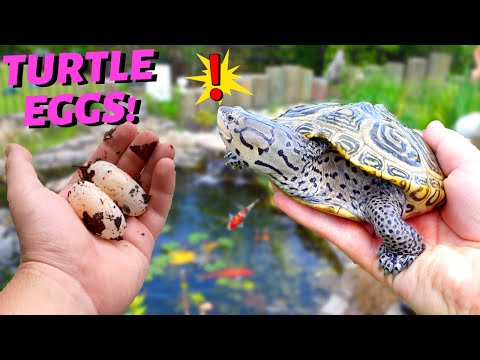 My TURTLE LAID EGGS! (But where?)
