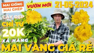 ANH LINH Giao Lưu Mai Vàng Giá Rẻ Chỉ 20K, Giảo Siêu Nụ, Giảo Thủ Đức Cúc Thọ Hương • THÀNH TRỌNG LÊ