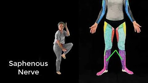 Sensory Nerves of the Lower Limb