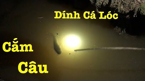Đi Cắm Câu Ở Miền Tây - Dính Toàn Cá Lóc, Cá Rô Đồng / Fishing Vietnam