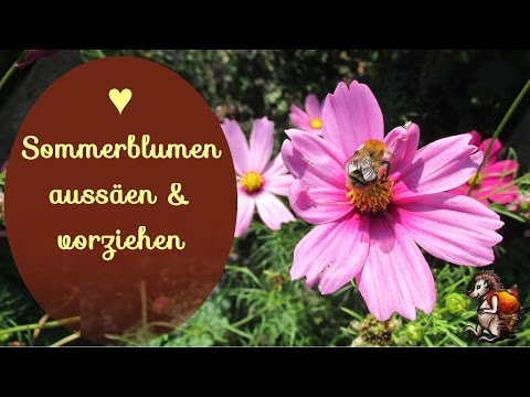 Video: Wie Man Blumen Anbaut
