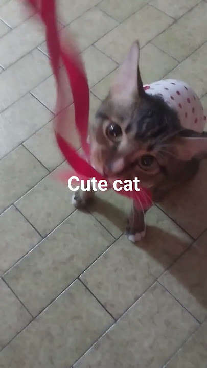#cat #cuteanimal #catfunny