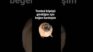 tombul kediyi seviyor musun?