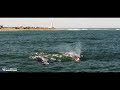 Ballenas en Faro de La Paloma .