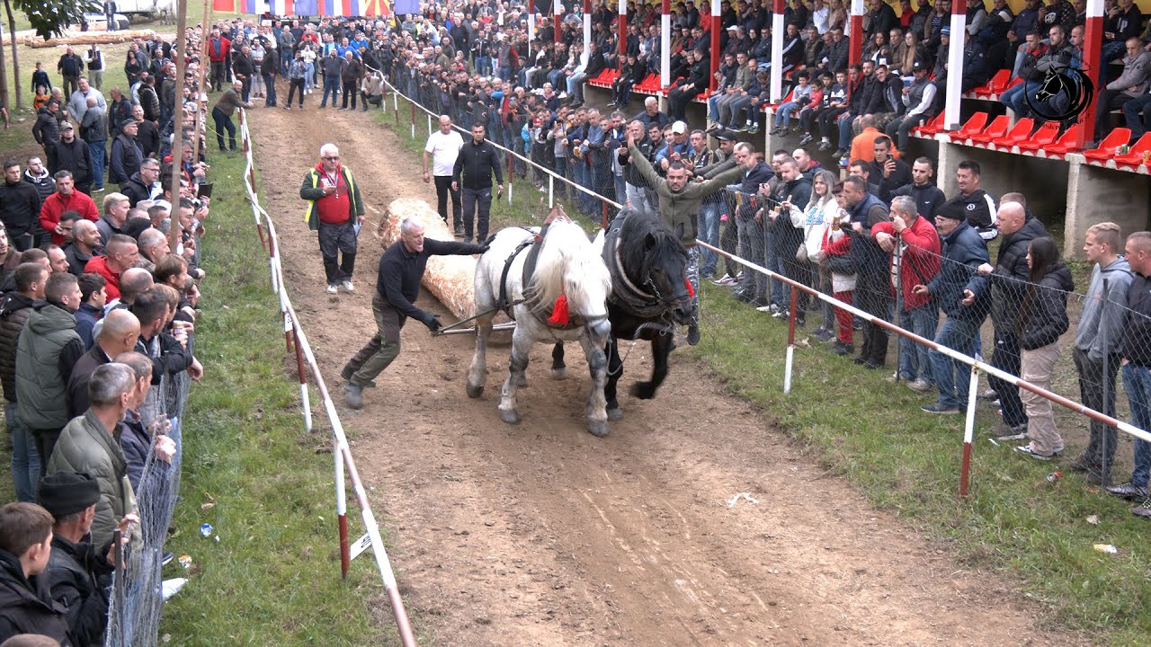 - VELJKO KRUNIĆ NOVI ŠAMPION IZAČIĆA SA VIHOROM I ARAPOM-