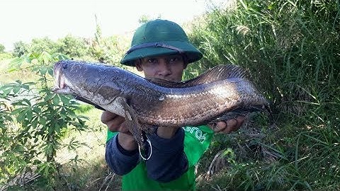 Câu Cá Lóc Tự Nhiên Lên Hàng Khủng  Snakehead fishing