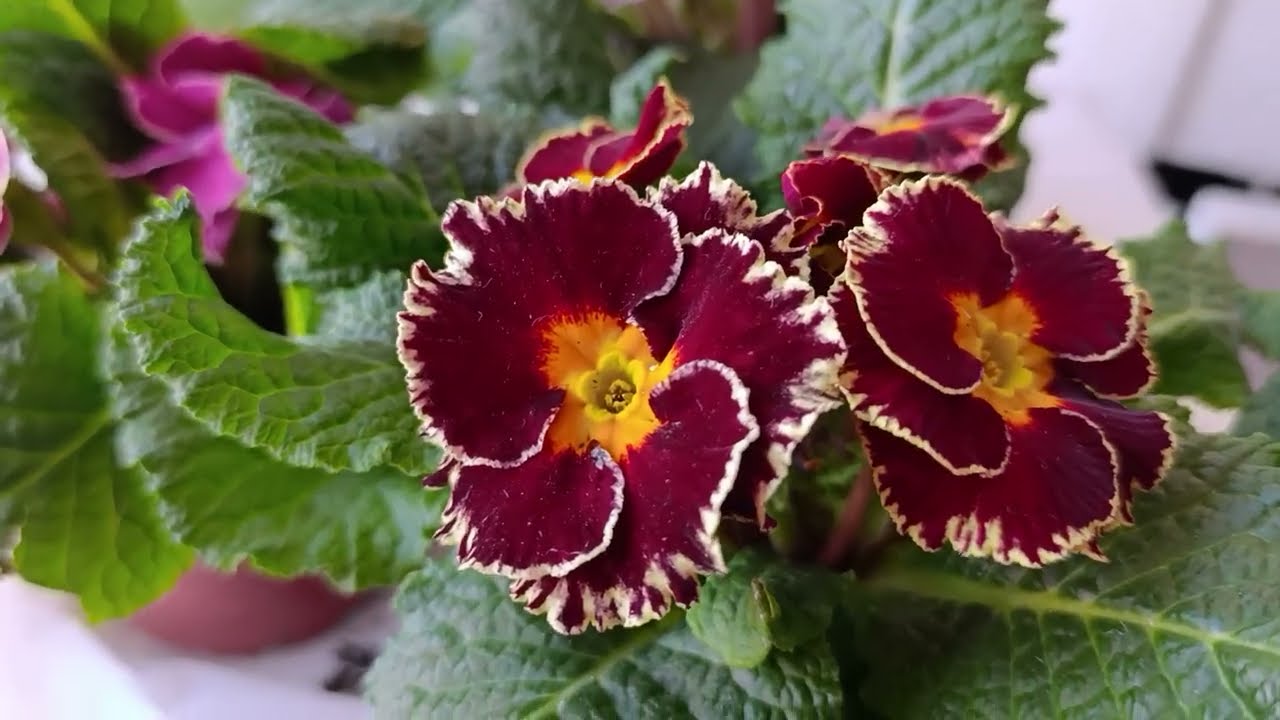 Renklerin Güzelliğine Bakın! 😍 Çuha Çiçeği Aldım, Bakımı Nasıl Olmalı?