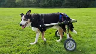 Paralyzed Dog Plays Fetch in New Wheelchair!
There was a time that when a pet couldnt walk anymore, it meant an end-of-life crisis. Not anymore.
For years, people watched helplessly as their beloved four-legged family members lost their ability to walk due to aging, injury, or disease. No longer able to get exercise or do their business, our best friends suffered. Finally, in the year 2001, Walkin Pets introduced our Walkin Wheels Pet Wheelchairs for sale.
Whether your pet cant walk due to old age, injury, or illness, our rear support dog wheelchairs will help your pet live a happy active life — just like some of the 96,758 pets that you can watch in the testimonials and videos here; running, playing, exploring, skiing, and getting life-giving exercise.
Walkin Pets is committed to helping your best friend stay safe, happy and always on the go!
For more information, please visit:
https://www.walkinpets.com/adjustable-dog-wheelchairs/
#dogwheelchair #disableddog #petproducts Paralyzed Dog Plays Fetch in New Wheelchair!