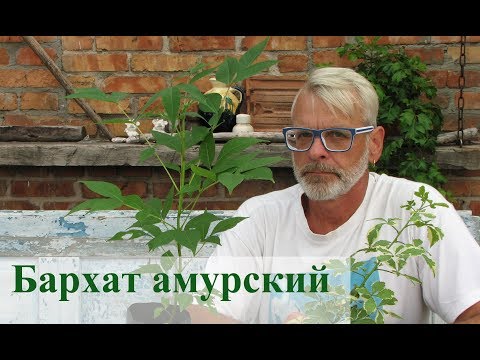 Видео: Амурско кадифе