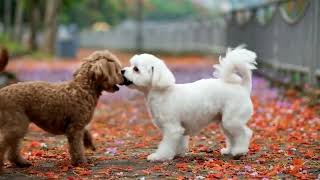 Quiet Days with My Dog 🐶 Cute Dog Moments & Soft Peaceful Vibes ☀️ screenshot 3