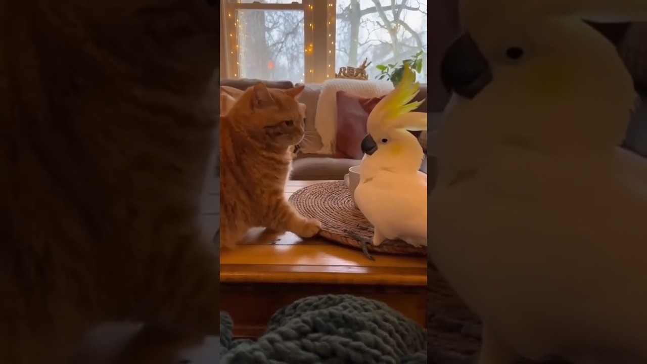 He wasn’t mad… he just wanted a comfy nap 😹 