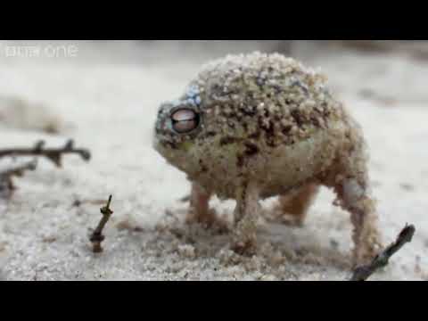 The Desert Rain Frog Know Your Meme