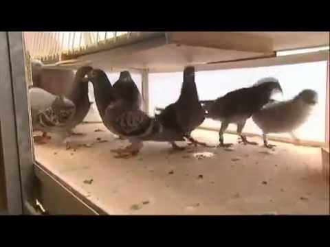 Vidéo: Des Centaines De Pigeons Voyageurs Ont Disparu Sans Laisser De Trace Au Royaume-Uni