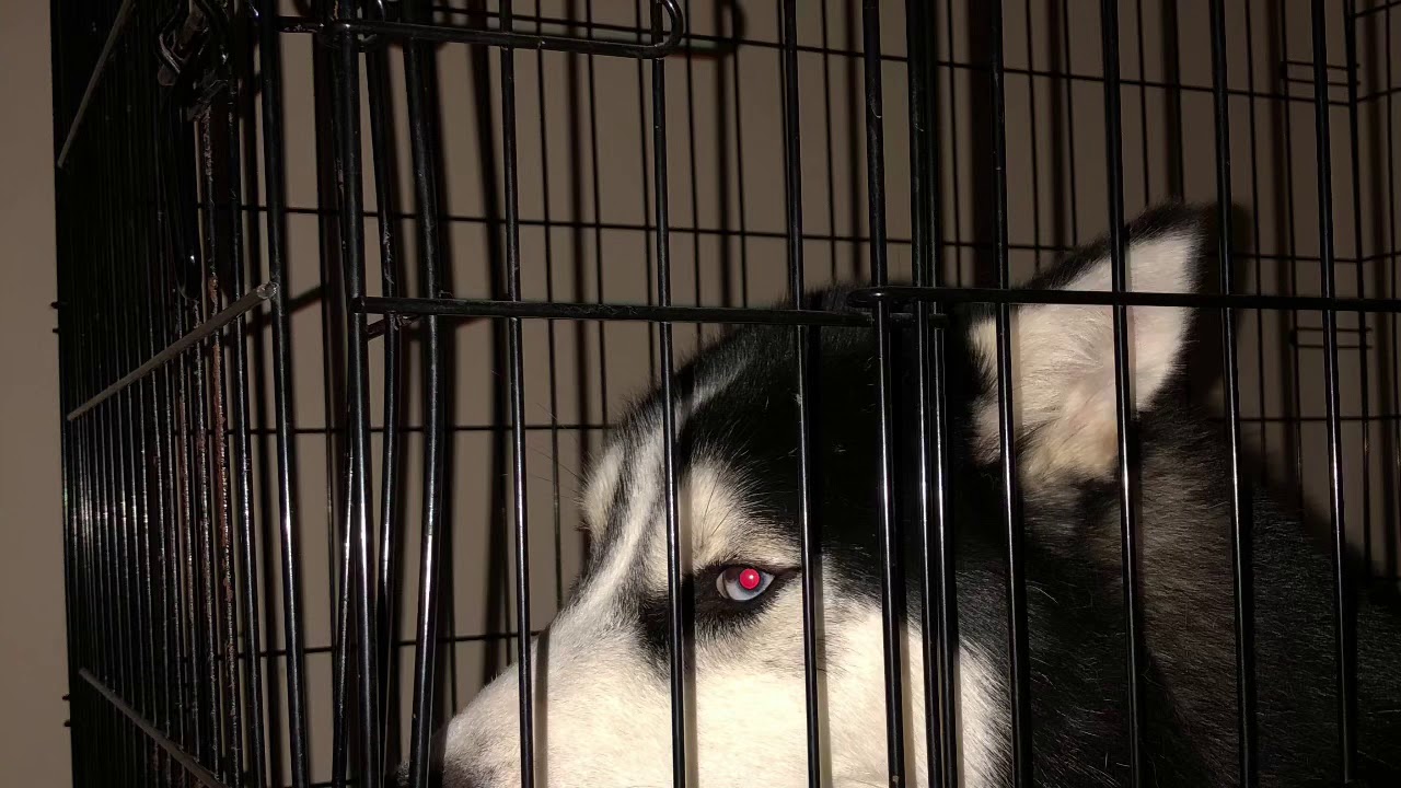 HUSKY MOONLIGHT ESCAPES OUT OF HER CRATE!! YouTube