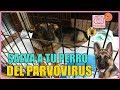 SALVA A TU PERRO DEL PARVOVIRUS- Nuestro Amor