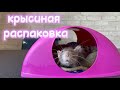 Зоопокупки для крыс 🐀 | Товары для крыс