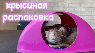 Зоопокупки для крыс 🐀 | Товары для крыс
