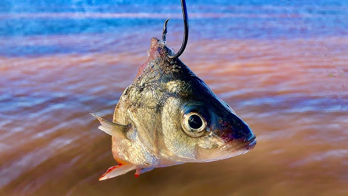 Best Catfish Baits - Wired2Fish