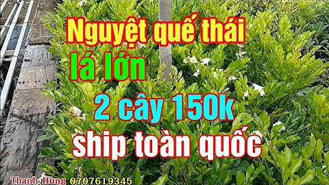 Cây hoa nguyệt quế thái lá lớn giá tại vườn