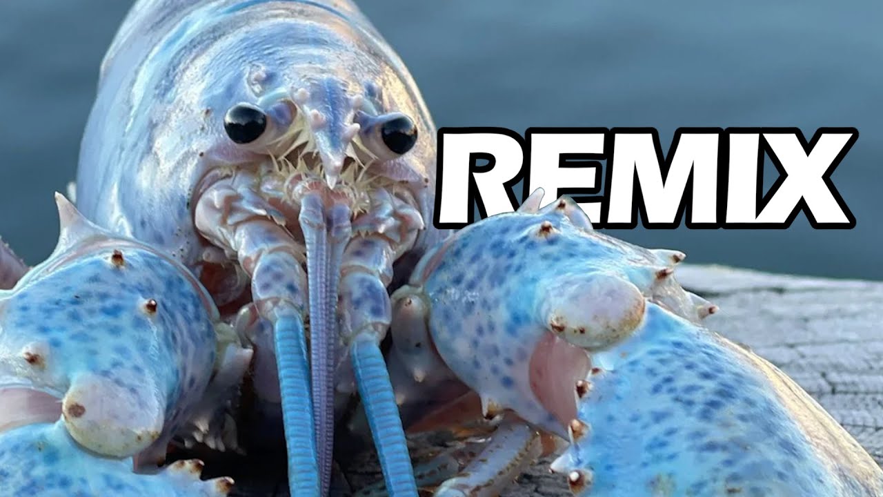 I remixed the blue lobster jumpscare... YouTube