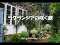 【素敵な庭造り】＃ラグランジアの咲く庭　/　＃ラグランジアブライダルシャワー　＃ラグランジアクリスタルヴェールⅡ　＃ラグランジアシャンデリーニ