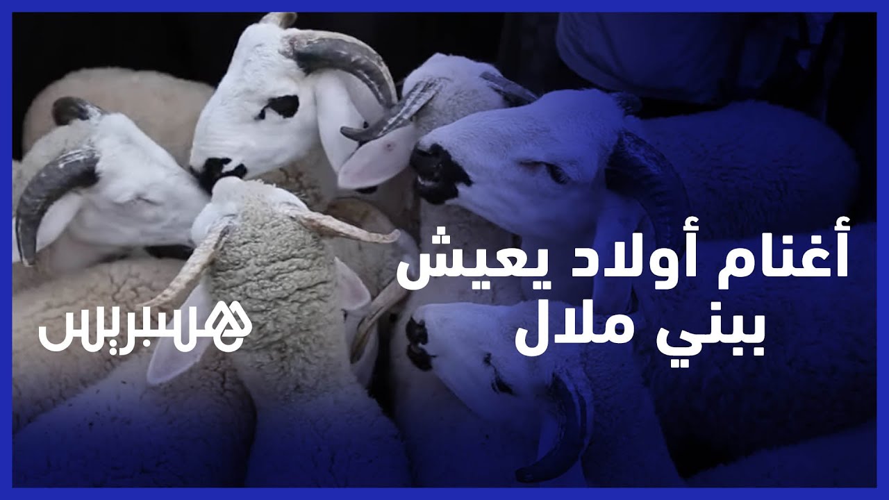 من 1500 إلى 7000 درهم .. كسابة بسوق الغنم 