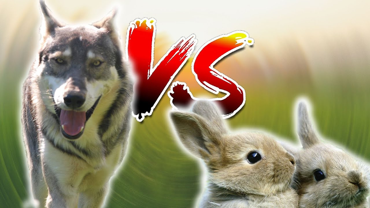 Wolf Vs Rabit ASMR NO VEGAN : Wolf VS Rabbit (ENG SUBT) - YouTube