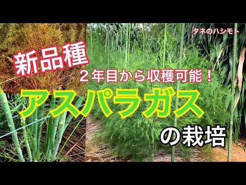 茎枯病発生 アスパラガスの栽培 タネのハシモト Youtube