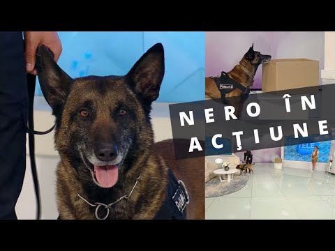 Video: Naziștii Au încercat Să învețe Câinii Să Vorbească - Vedere Alternativă