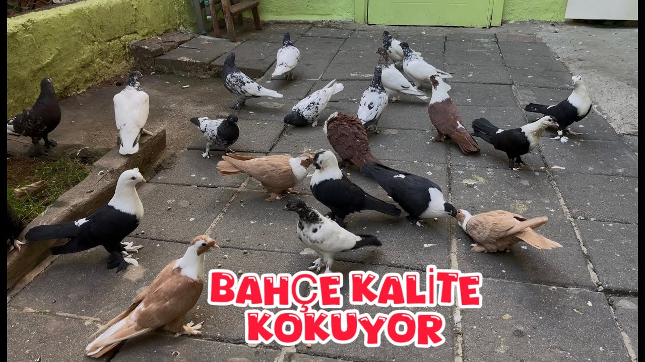 BÜTÜN ÇAKÇILLI VE TİPLERİ BAHÇE’YE ÇIKARDIM ( BAHÇE KUŞ DOLDU ) - YouTube