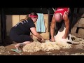 lamb shearing 2018 08 17