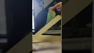 Download Lagu MadBird MP3